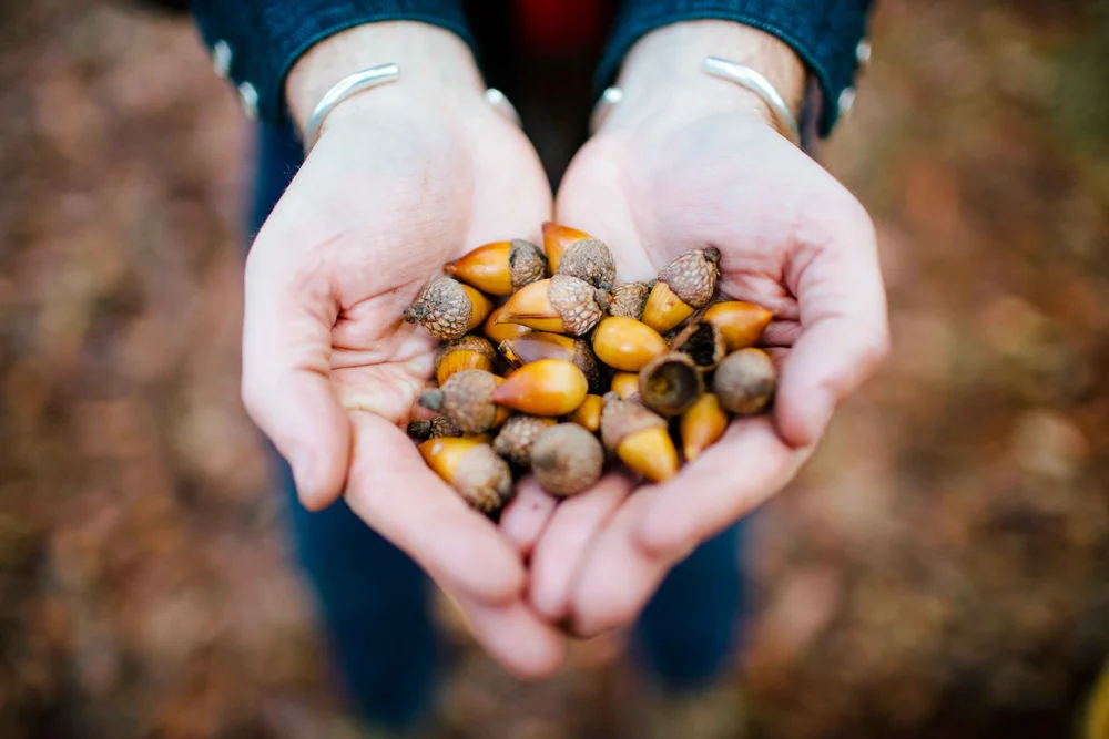 Two hands cupping a gathering of acorns