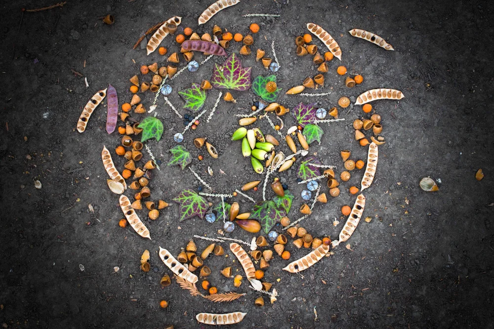 A circular altar of leaves and nuts beginning to scatter